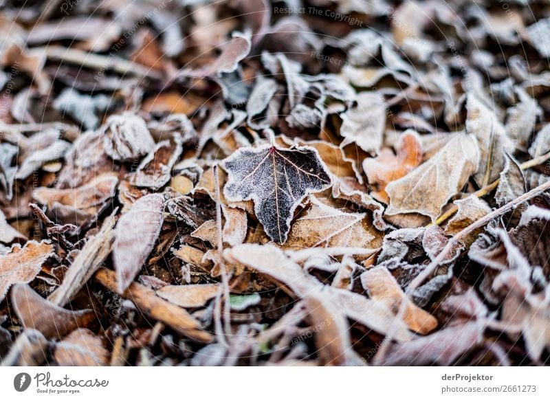 Rime on leaves Berlin Trip Nature Environment Sightseeing Plant Autumn Beautiful weather Acceptance Autumn leaves Autumnal colours Experiencing nature