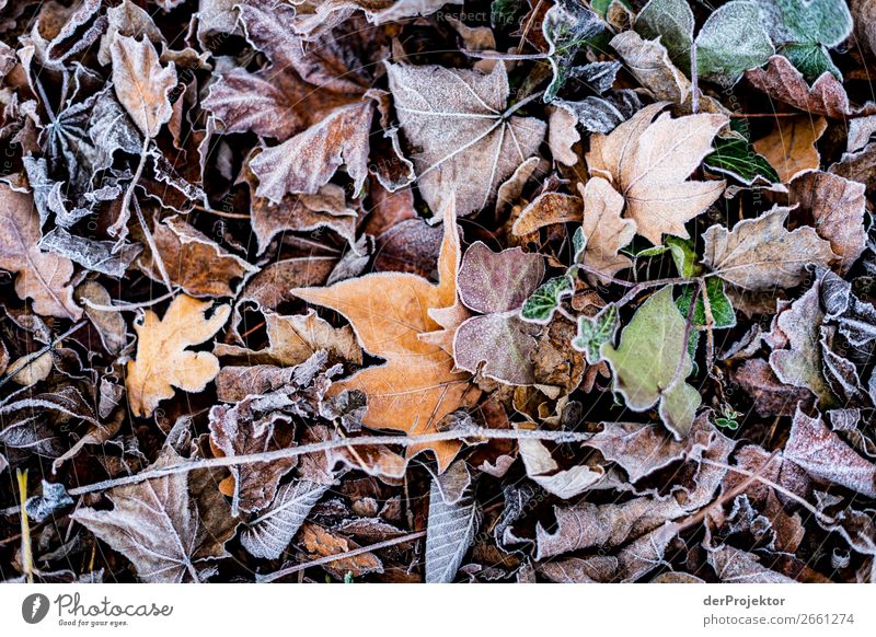 Rime on leaves Berlin Trip Nature Environment Sightseeing Plant Autumn Beautiful weather Acceptance Autumn leaves Autumnal colours Experiencing nature