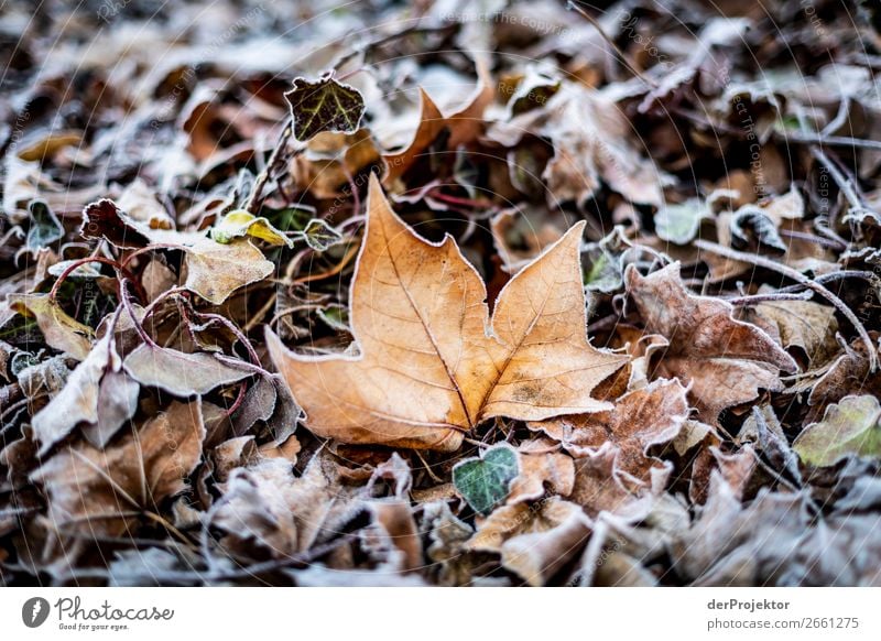 Rime on leaves Berlin Trip Nature Environment Sightseeing Plant Autumn Beautiful weather Acceptance Autumn leaves Autumnal colours Experiencing nature