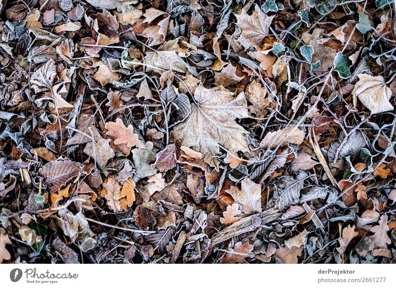 Rime on leaves Berlin Trip Nature Environment Sightseeing Plant Autumn Beautiful weather Acceptance Autumn leaves Autumnal colours Experiencing nature