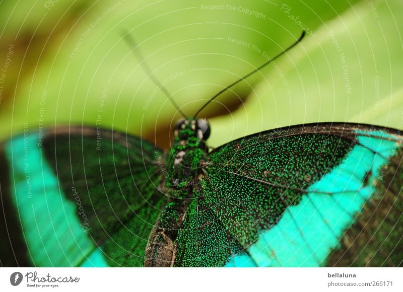 Green striped Swallowtail (Papilio palinurus) Nature Tree Leaf Foliage plant Wild plant Animal Wild animal Butterfly Animal face Wing 1 Esthetic Exceptional