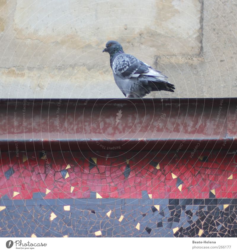 Paris pigeon loft Meat Nature Autumn France Downtown Wall (barrier) Wall (building) Facade Animal Pigeon Stone Concrete Metal To enjoy Sleep Wait