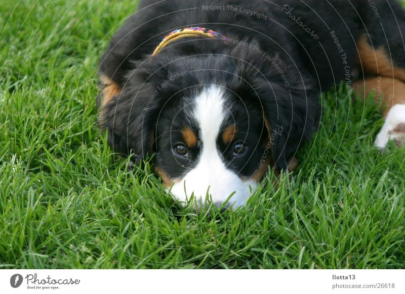 Dog in Grass Small Cute Sweet Bernese Alpine dairymen grass