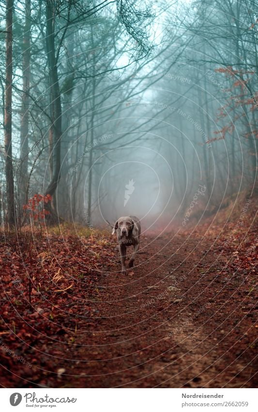 Surprise! Now we got a treat! Hunting Trip Hiking Nature Landscape Autumn Fog Rain Tree Forest Street Lanes & trails Animal Pet Dog Walking Curiosity Blue Brown