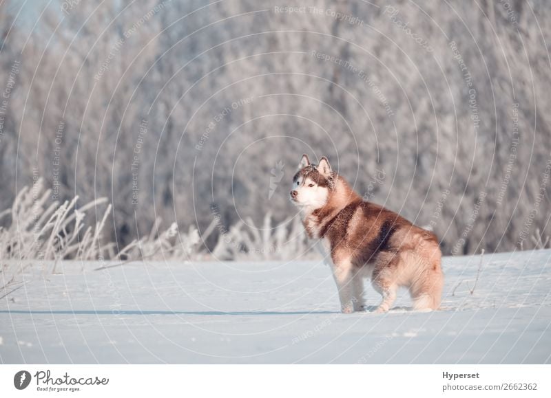 Red siberian husky dog standing in frost Winter Snow Landscape Tree Grass Forest Animal Pet Dog 1 Stand White Husky field Frost Posture hoar Exterior shot