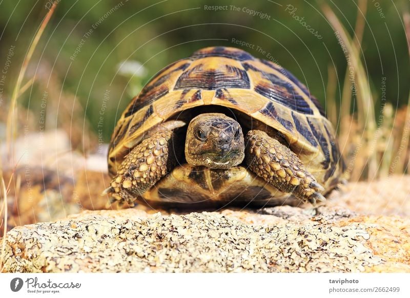 greek turtoise, full length animal in natural environment Beautiful Environment Nature Animal Old Large Natural Speed Wild Brown Green Protection reptilia