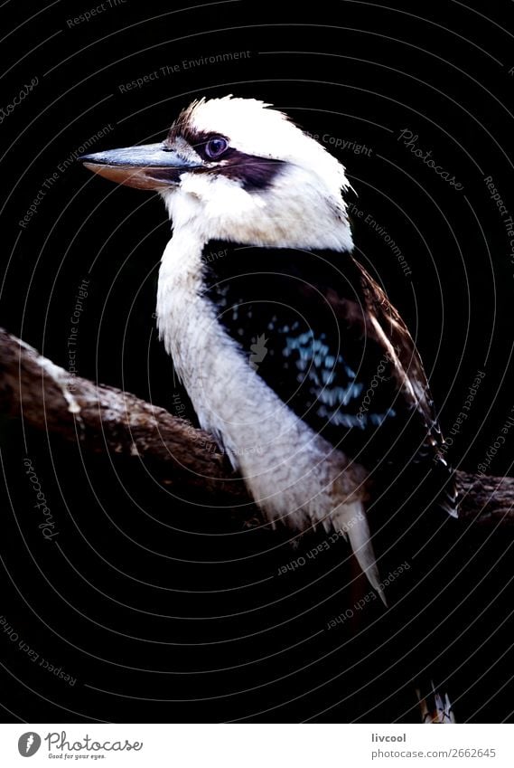 Kookaburra II, Australia Vacation & Travel Trip Adventure Nature Animal Spring Bird 1 Dark Friendliness Beautiful Cute Wild Black Loneliness kokaburra fauna