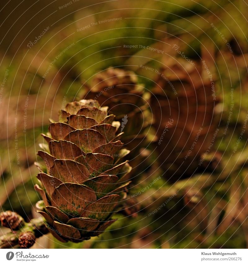 Larch cones stand on the branches Plant Friendliness Brown Green Twig Colour photo Exterior shot Macro (Extreme close-up) Copy Space top Day Back-light