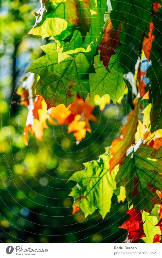 Yellow And Orange Autumn Tree Leaves In Fall Season Garden Environment Nature Landscape Plant Beautiful weather Flower Leaf Park Forest Natural Brown