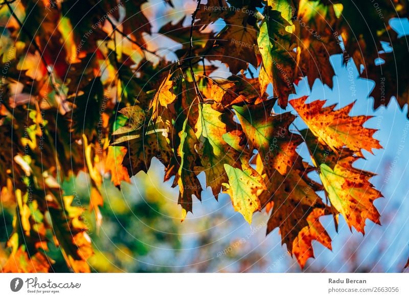 Yellow And Orange Autumn Tree Leaves In Fall Season Garden Environment Nature Landscape Plant Beautiful weather Leaf Foliage plant Park Forest Natural Brown