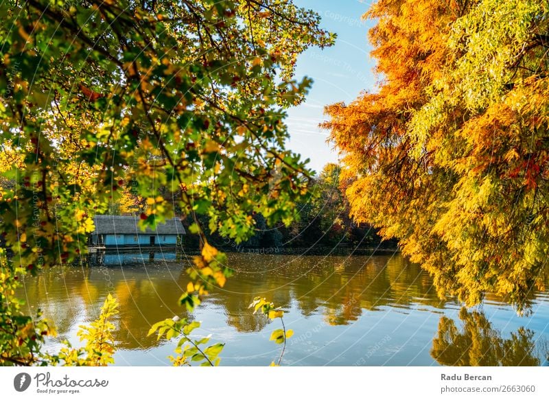 Lake House Surrounded By Colorful Fall Trees In Autumn Vacation & Travel Summer Living or residing House (Residential Structure) Garden Environment Nature