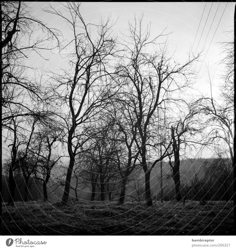 Trees III Environment Nature Landscape Grass Branch High voltage power line Analog Bleak Black & white photo Exterior shot Deserted Light Shadow Contrast