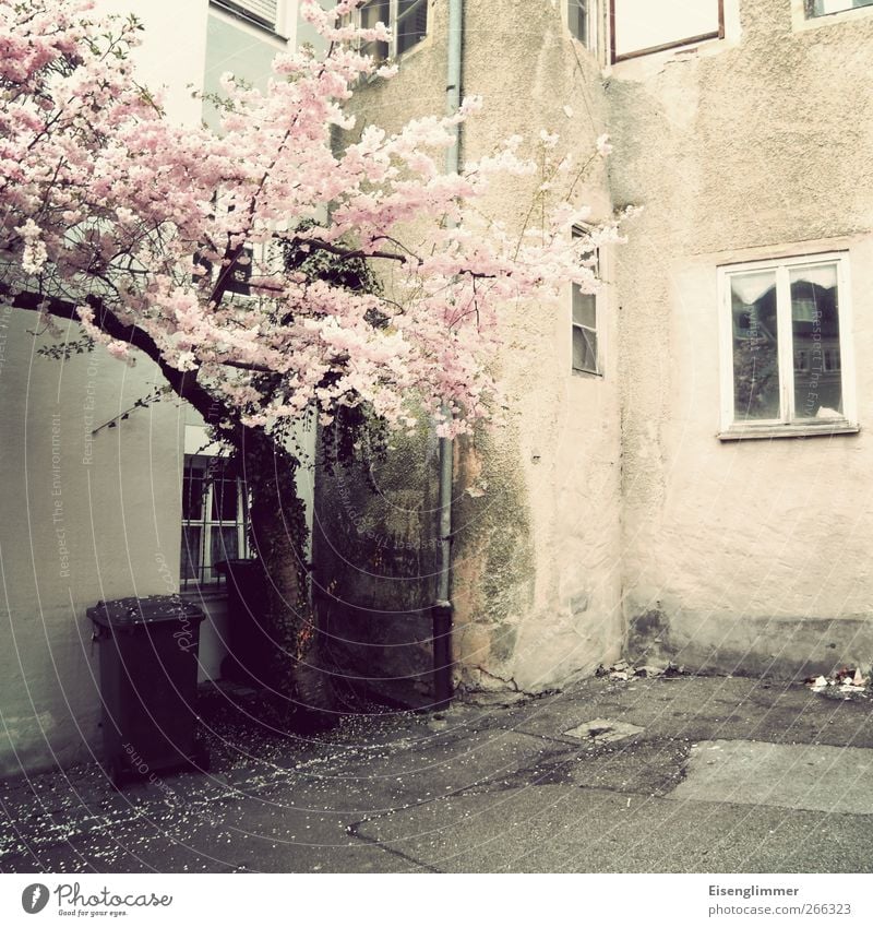 Spring in Bavaria Eichstätt Federal eagle Europe Old town Deserted House (Residential Structure) Manmade structures Building Wall (barrier) Wall (building)