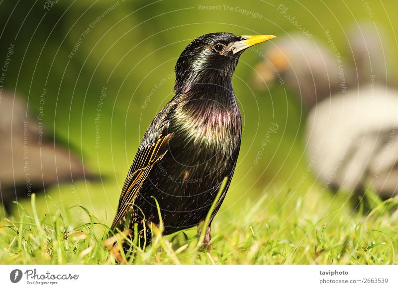 common european starling on lawn Beautiful Garden Nature Animal Grass Park Meadow Bird Natural Wild Gray Green Black Colour Starling Lawn Beak wildlife European