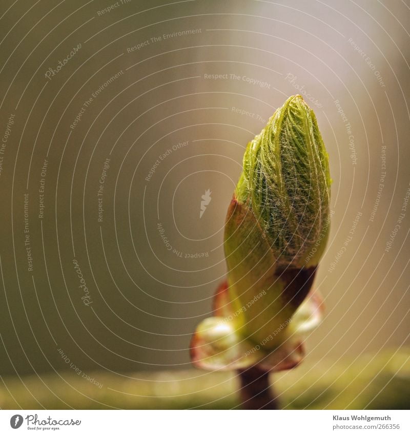 Chestnut bud opens and shows interesting details Environment Plant Tree Leaf Wild plant Park Gray Green Bud Chestnut tree Twig Spring Development Colour photo