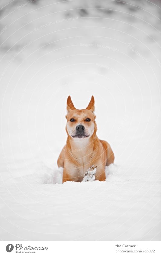 Wild Dog 04 Nature Winter Snow Meadow Field Animal Pet Wild animal Wolf Dingo 1 Observe Smiling Lie Dream Wait Healthy Free Bright Rebellious Yellow Red White