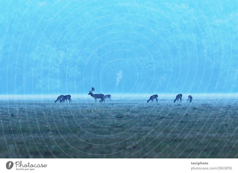 fallow deer herd at dawn Hunting Baby Woman Adults Man Group Nature Landscape Animal Autumn Fog Grass Park Meadow Forest Herd To feed Feeding Wild Brown Deer