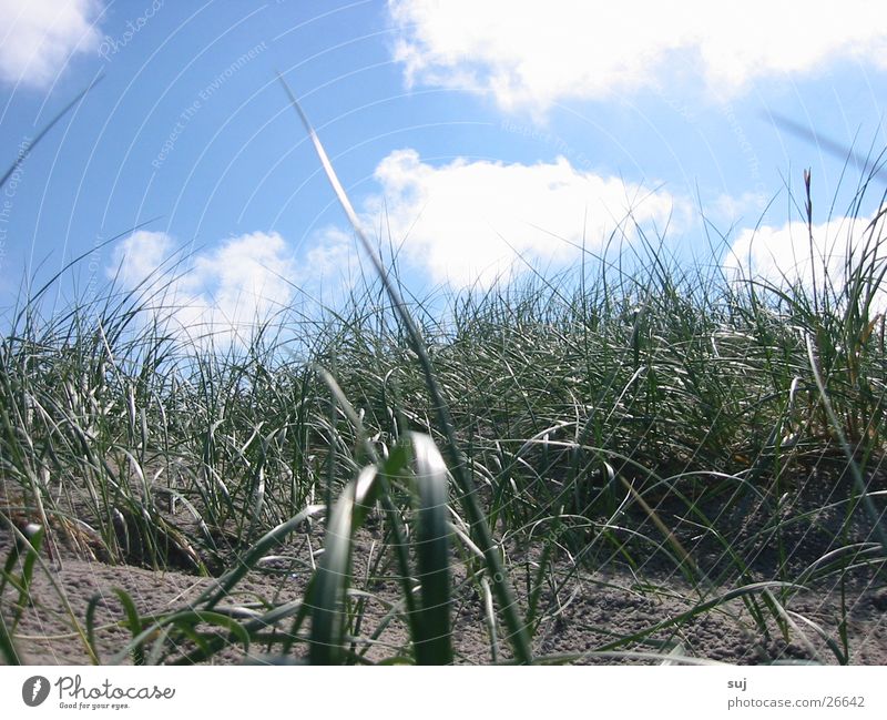 dune grass Grass Clouds Beach Europe Beach dune Sand North Sea