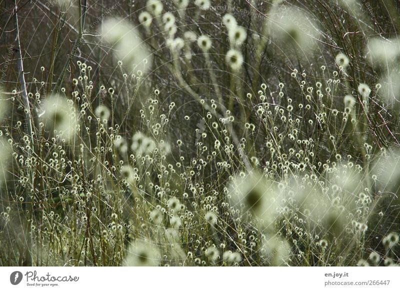 flares Nature Plant Wild plant Green Emotions Moody Spring fever Bizarre Chaos Inspiration Ease Illuminate Botany Thorny Sphere cloudy Bushes Blossom leave