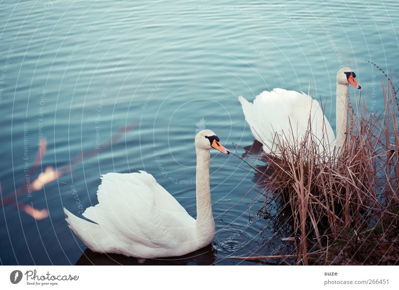 convergence Environment Nature Animal Water Grass Lakeside Wild animal Bird Swan 2 Pair of animals Rutting season Observe Esthetic Beautiful Blue White Moody