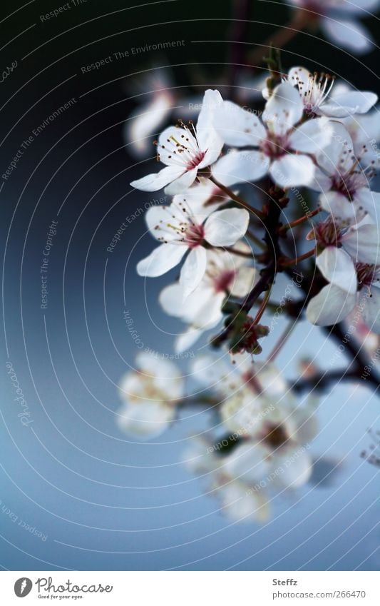 A new beginning with spring Cherry blossom spring awakening cherry blossom Blossom Spring Flowering April May Twig Spring flowering plant herald of spring