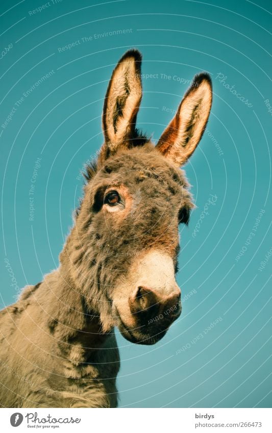 Donkey portrait from frog perspective against blue sky jenny 1 Animal Looking Animal portrait Farm animal Esthetic Friendliness faithful look pretty Curiosity