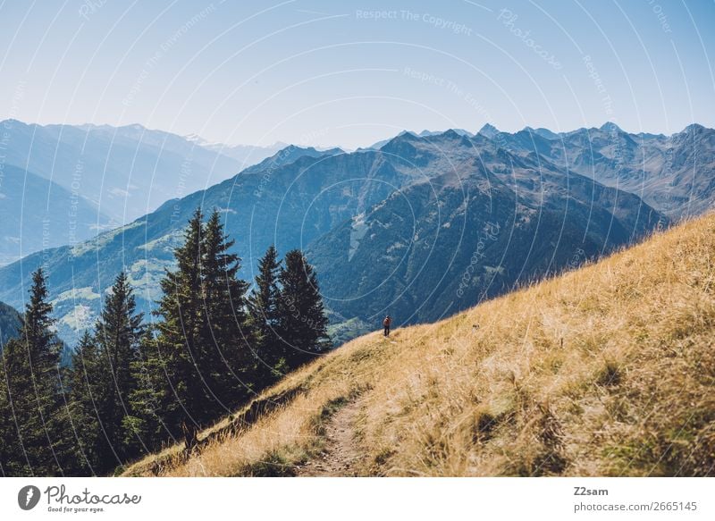 Mountain panorama in South Tyrol Hiking Environment Nature Landscape Cloudless sky Summer Beautiful weather Alps Tall Natural Blue Loneliness Relaxation Idyll