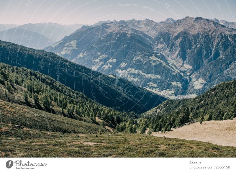 Mountain panorama South Tyrol Hiking Climbing Mountaineering Environment Nature Landscape Cloudless sky Summer Beautiful weather Forest Alps Peak Gigantic