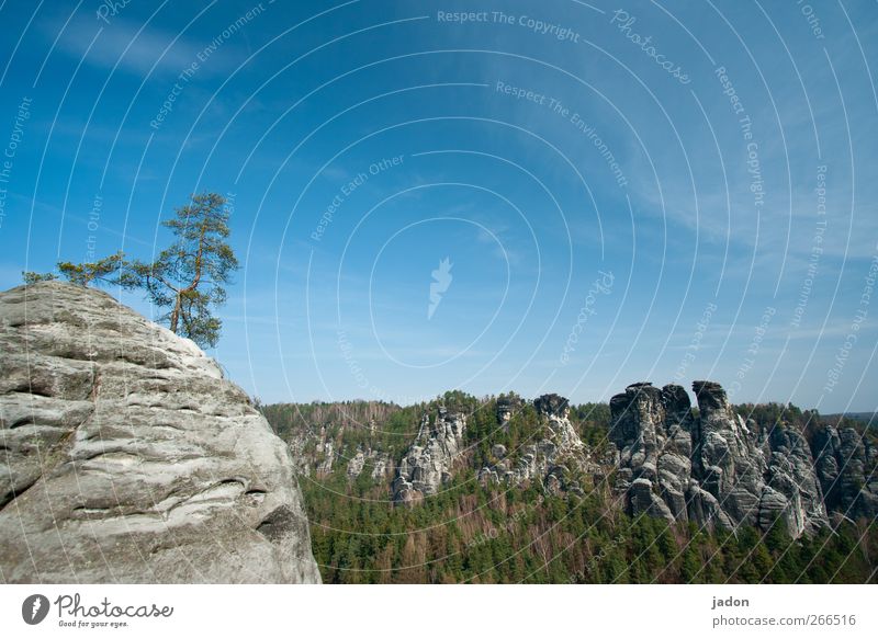 upstairs a tree. Tourism Trip Mountain Nature Landscape Sky Beautiful weather Tree Rock Elbsandstone mountains Saxon Switzerland Stone Fantastic Tall Blue Power