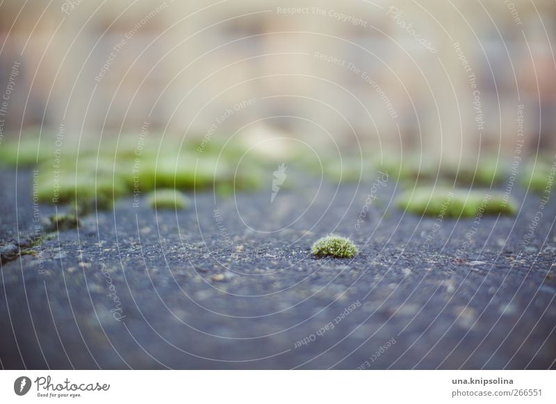 a mosquito biter. Environment Nature Plant Moss Building Wall (barrier) Wall (building) Stone Concrete Growth Old Natural Green Decline Colour photo