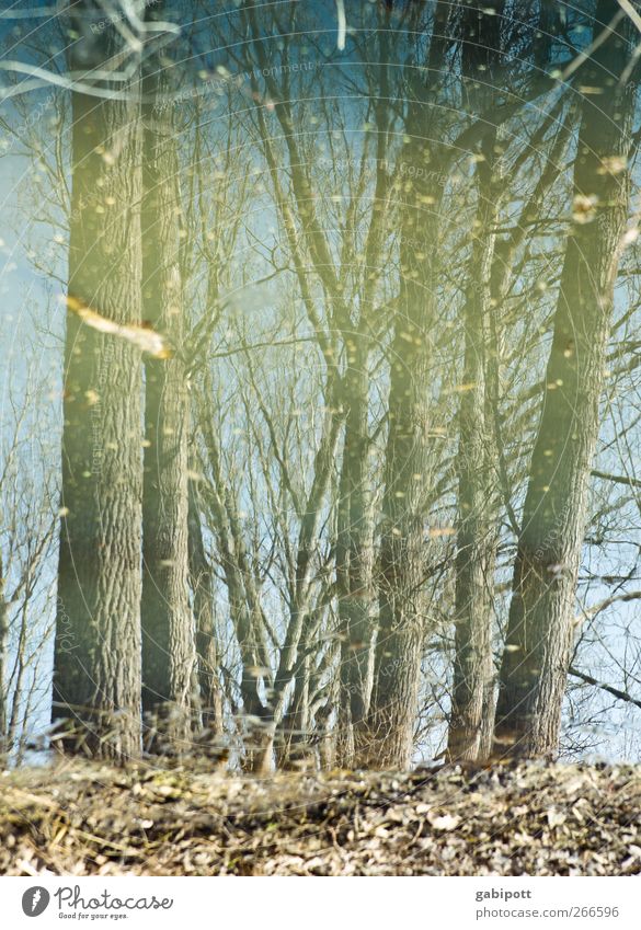 silent forests are wet Environment Nature Landscape Water Spring Winter Plant Tree Woodground Forest Bog Marsh Blue Brown Puzzle Whimsical Moody Surrealism