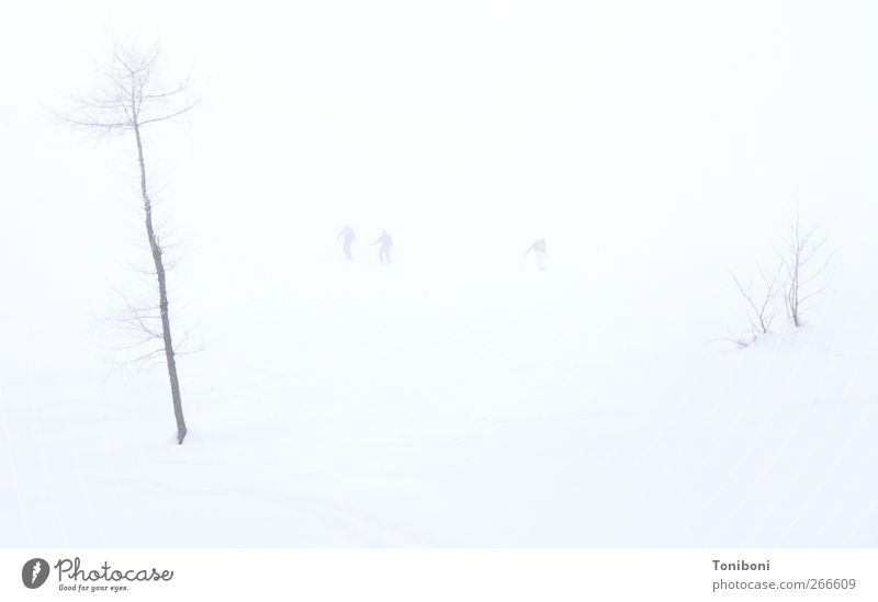 whiteout Winter Snow Human being Nature Fog Tree Loneliness Exterior shot Neutral Background Long shot High-key Snowscape Snow layer Blur Bright background