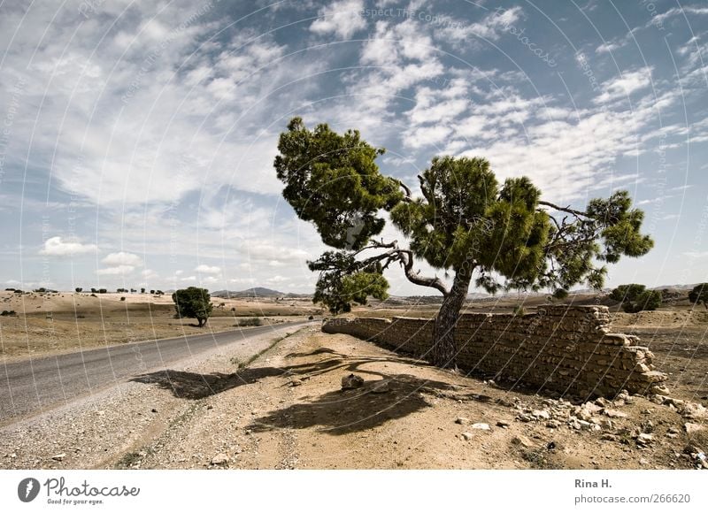 Lonely Pine II Nature Landscape Plant Sky Clouds Summer Autumn Beautiful weather Stone pine Coniferous trees Tunisia Wall (barrier) Wall (building) Street Sand