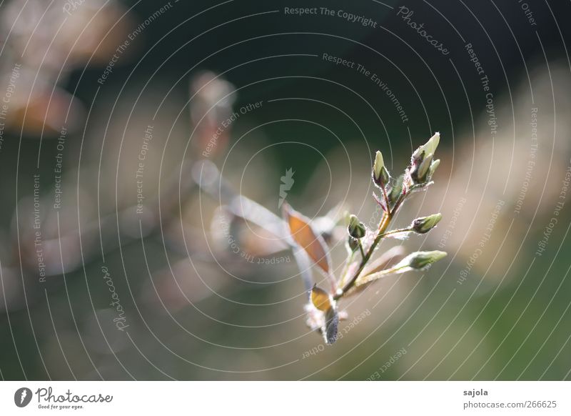 Welcome to the Environment Nature Plant Spring Tree Blossom Blossoming Beginning Life Growth Colour photo Exterior shot Deserted Day Shallow depth of field