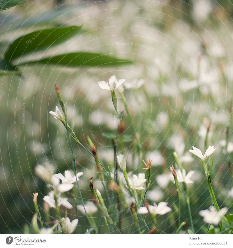 GardenImpressions [ June ] Nature Plant Summer Leaf Blossom Blossoming Contentment Joie de vivre (Vitality) Idyll Calm Ground cover plant Colour photo