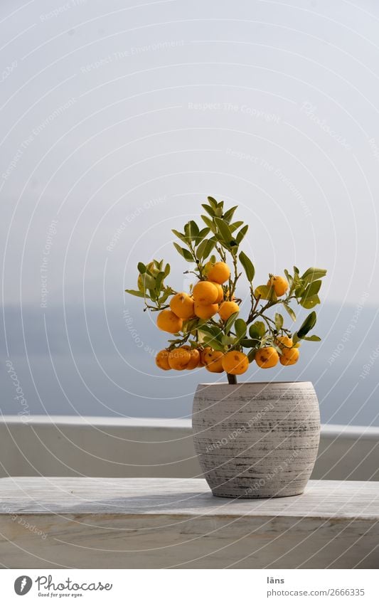 tropical fruits Vacation & Travel Far-off places Sun Sky Plant Agricultural crop Pot plant Orange Ocean Cyclades Island Santorini Terrace Simple Horizon Ease