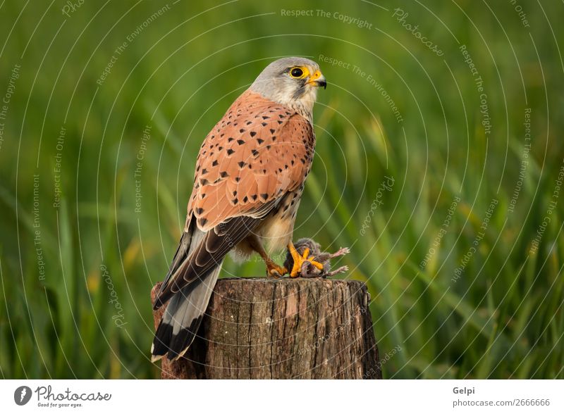 Beautiful bird of prey on a trunk Hunting Woman Adults Nature Animal Bird Observe Natural Wild Brown Green White Falcon Kestrel wildlife common raptor Prey