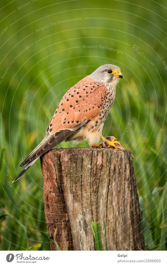 Beautiful bird of prey on a trunk Hunting Woman Adults Nature Animal Bird Observe Natural Wild Brown Green White Falcon Kestrel wildlife common raptor Prey