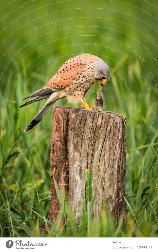 Beautiful bird of prey on a trunk Hunting Woman Adults Nature Animal Bird Observe Natural Wild Brown Green White Falcon Kestrel wildlife common raptor Prey