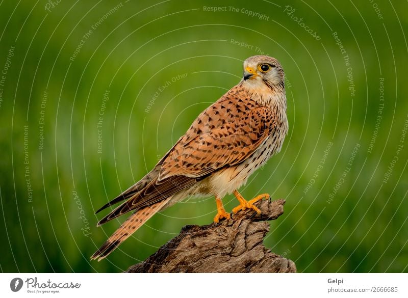 Beautiful bird of prey on a trunk Woman Adults Nature Animal Bird Observe Natural Wild Brown Green White Falcon Kestrel wildlife common raptor Prey falco