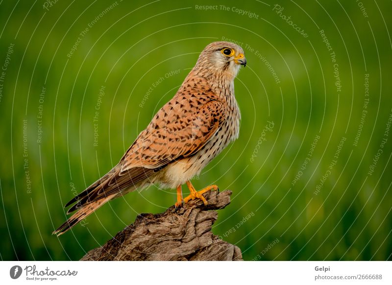 Beautiful bird of prey on a trunk Woman Adults Nature Animal Bird Observe Natural Wild Brown Green White Falcon Kestrel wildlife common raptor Prey falco