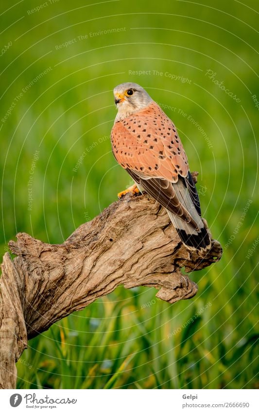 Beautiful bird of prey on a trunk Woman Adults Nature Animal Bird Observe Natural Wild Brown Green White Falcon Kestrel wildlife common raptor Prey falco