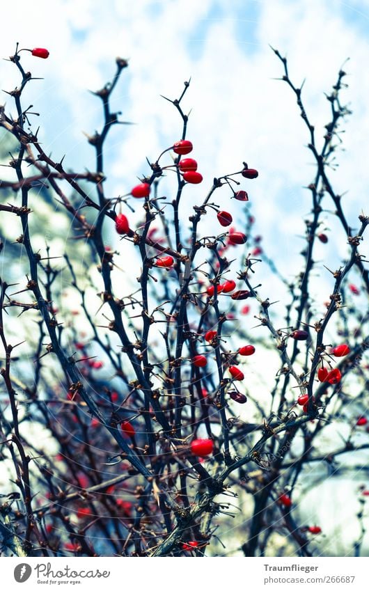 red paint splotches in winter... Fruit Berries Winter Nature Plant Ice Frost Bushes Wild plant Dog rose Freeze To dry up Cold Thorny Red Colour Colour photo