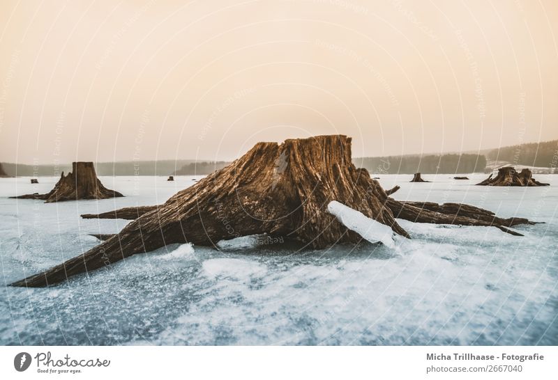 Roots in the icy lake Environment Nature Landscape Water Sky Cloudless sky Winter Climate Ice Frost Snow Tree Tree stump Tree trunk Lake Relaxation Freeze Cold