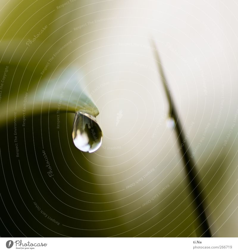 impaled and drained Drops of water Spring Plant Bushes Garden Glittering Hang Dark Small Wet Natural Yellow Green Black Colour photo Subdued colour