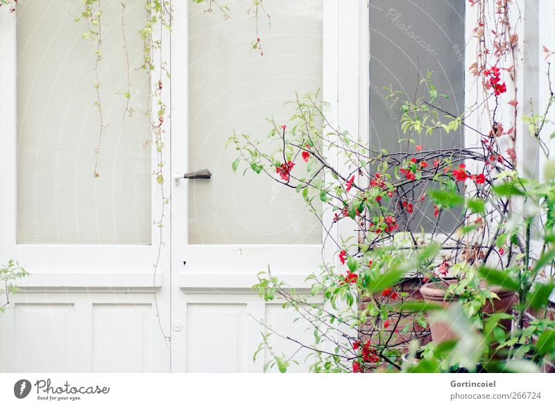 Paris Spring Plant Bushes Leaf Blossom Town House (Residential Structure) Building Architecture Window Door Bright Backyard Atelier Nature Colour photo