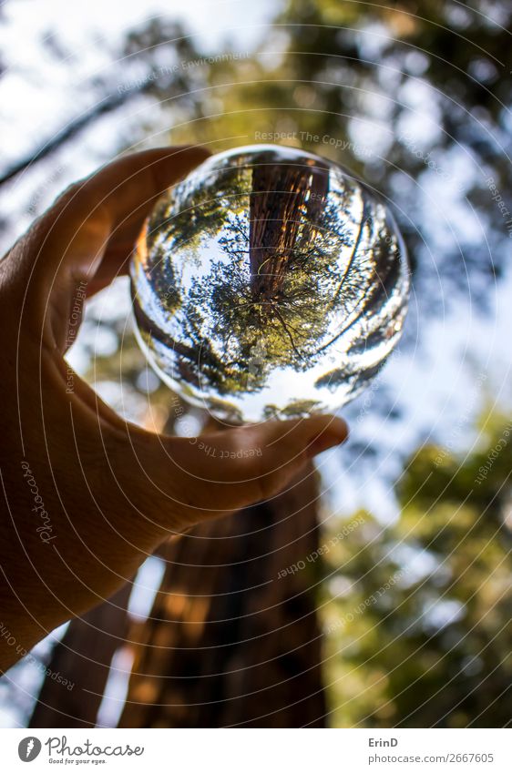 Ancient Giant Sequoia Trees Captured in Glass Ball Design Beautiful Relaxation Vacation & Travel Mountain Environment Nature Landscape Forest Sphere Globe Old