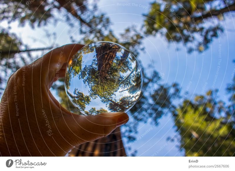 Ancient Giant Redwood Sequoia Tree in Glass Ball Design Beautiful Relaxation Vacation & Travel Mountain Environment Nature Landscape Forest Sphere Globe Old