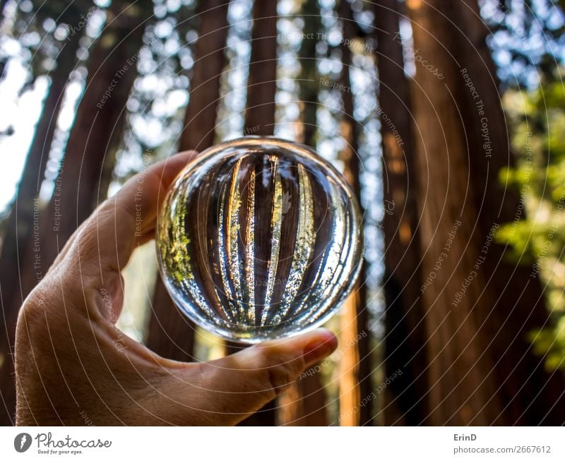 Giant Redwood Sequoia Trees in Crystal Globe Design Beautiful Relaxation Vacation & Travel Mountain Environment Nature Landscape Forest Sphere Growth