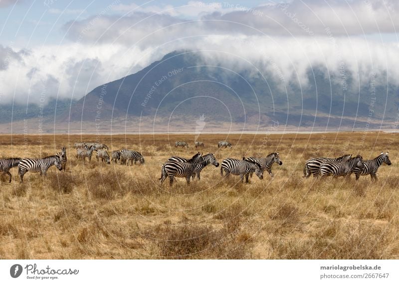 Ngorongoro Crater Safari Africa Nature Landscape Plant Animal Earth Sand Clouds Summer Beautiful weather Fog Grass Bushes Field Mountain Wild animal Herd